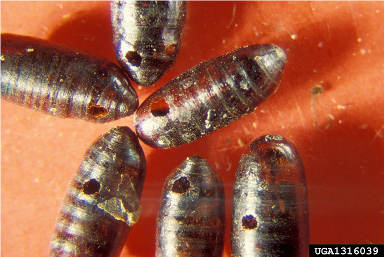  Pupae showing wasp emergence holes 