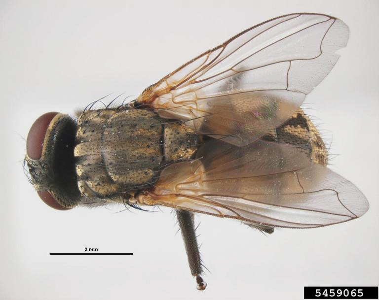 Adult house fly