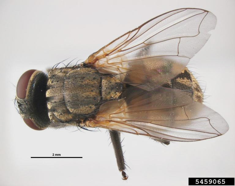 Facts About Large Flies (House Flies)