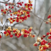 bittersweet berries