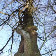 Mature oriental bittersweet on tree