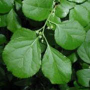 close up of bittersweet leaves in summer