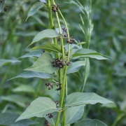 flowers of black swallow-wort Cynanchum louiseae)