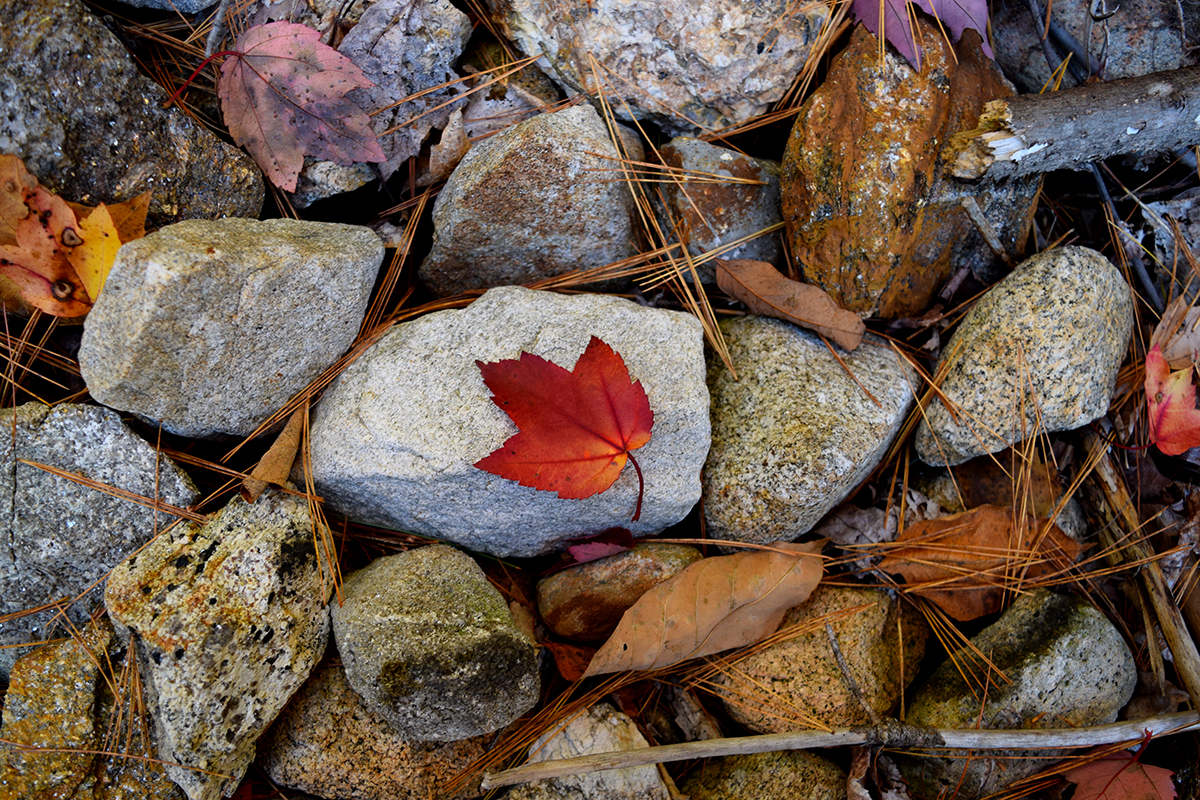 Red maple leaf on rocks