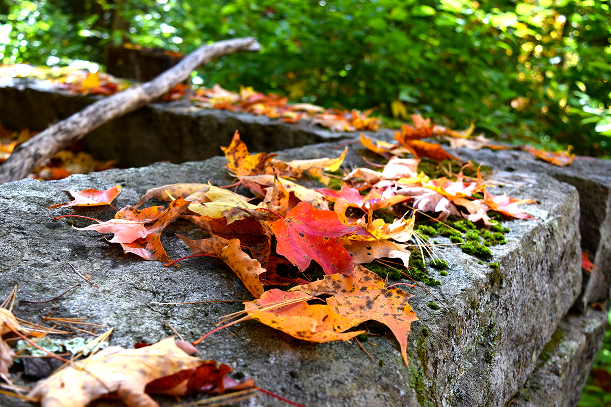colorful fall leaves on a stone wall