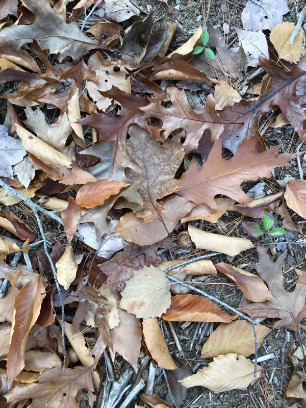 Look on the ground for other clues like leaves.