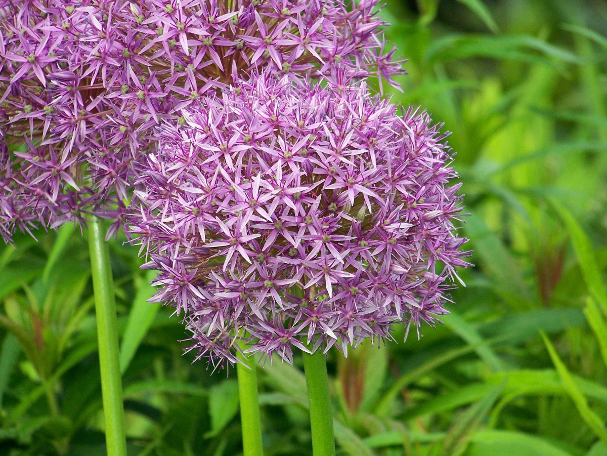 Allium