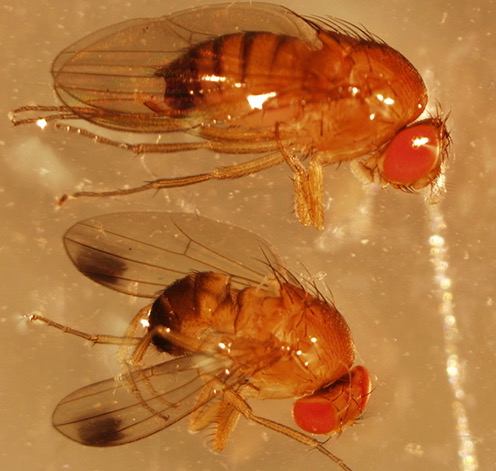 Fruit fly monitoring in commercial orchards