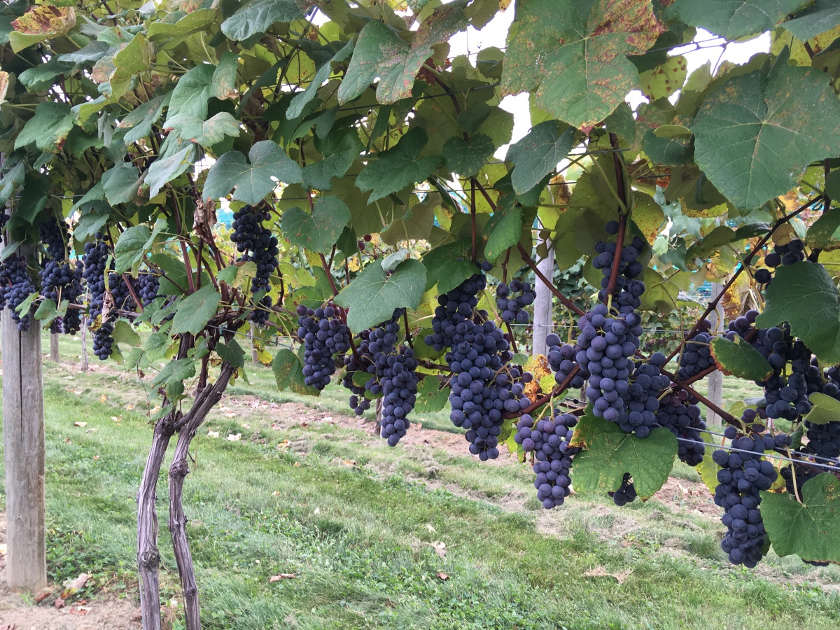 Growing Grapes in New Hampshire [fact sheet]