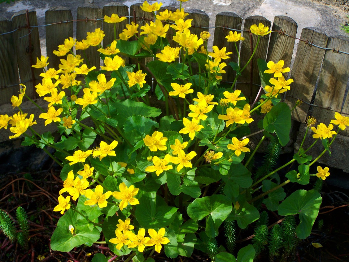 marsh marigold