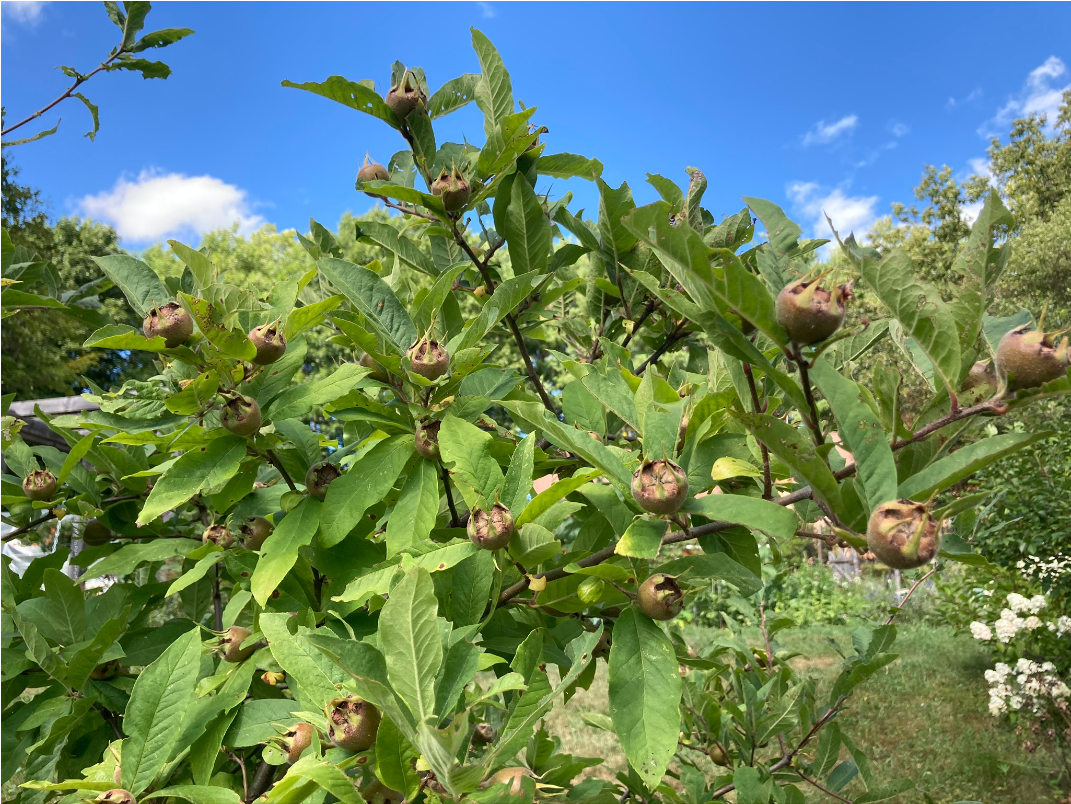 medlar