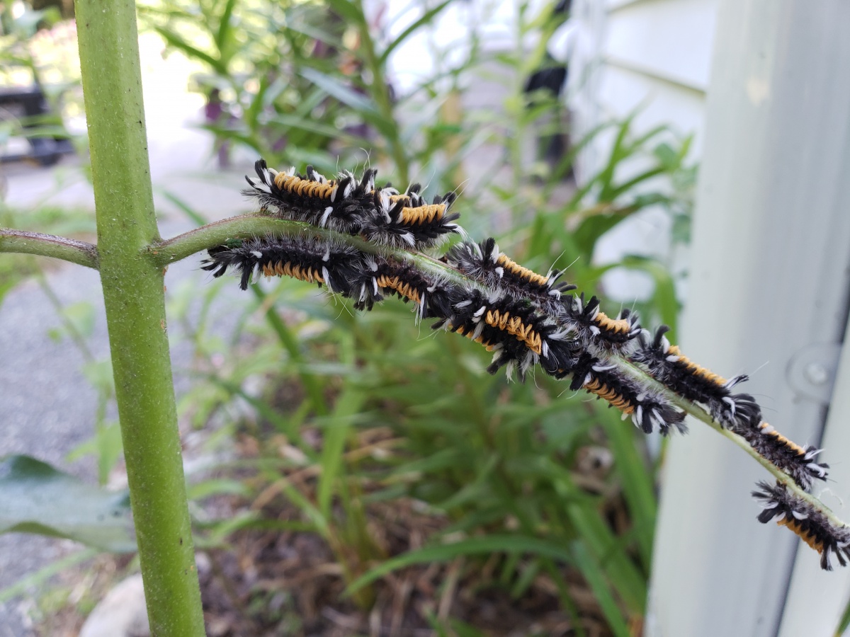 milkweed tussock