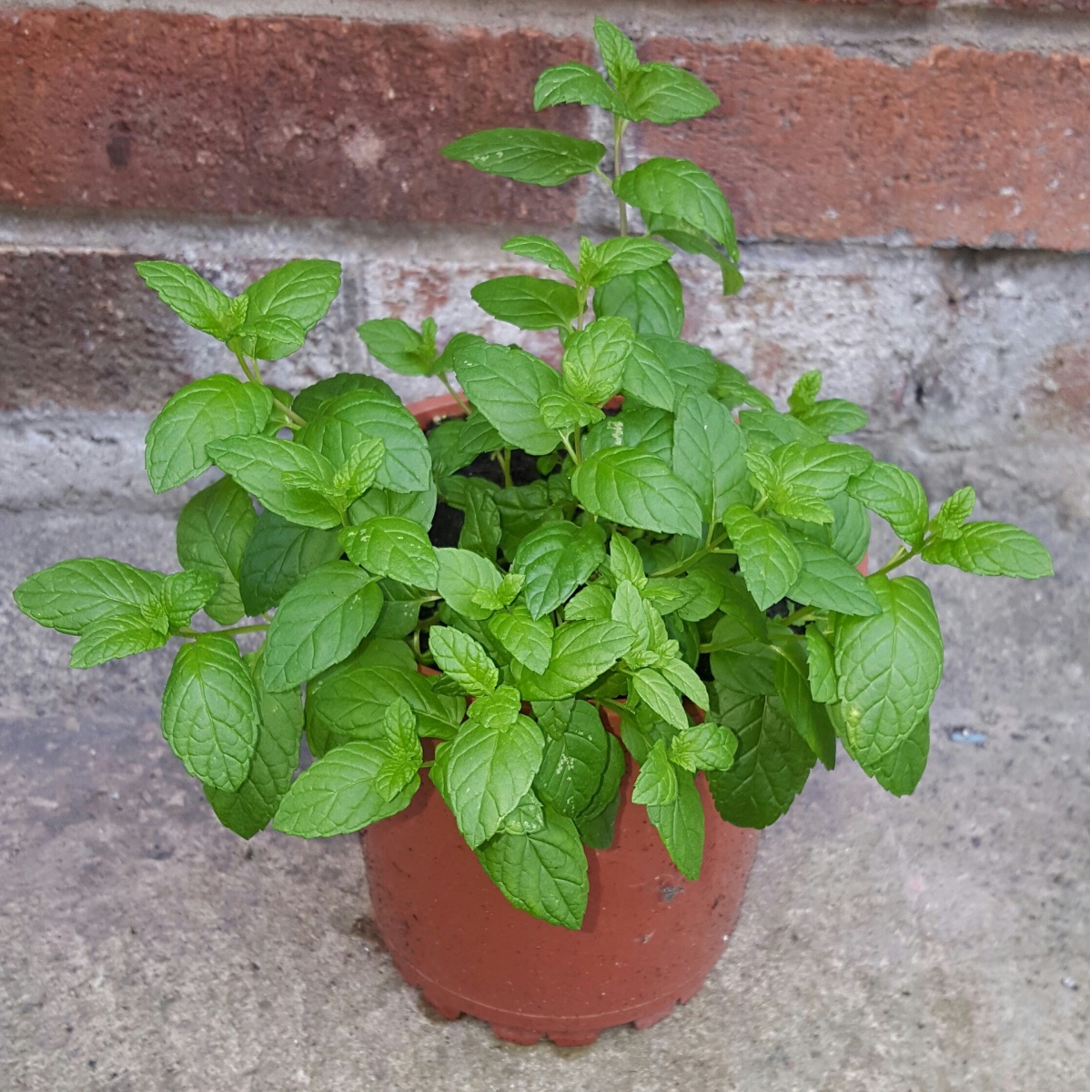 Can I put plastic and cardboard in my plant pots and then soil