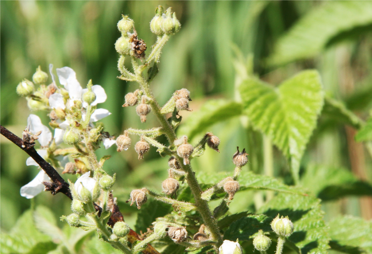  Damage caused by the strawberry weevil on blackberry fruit buds
