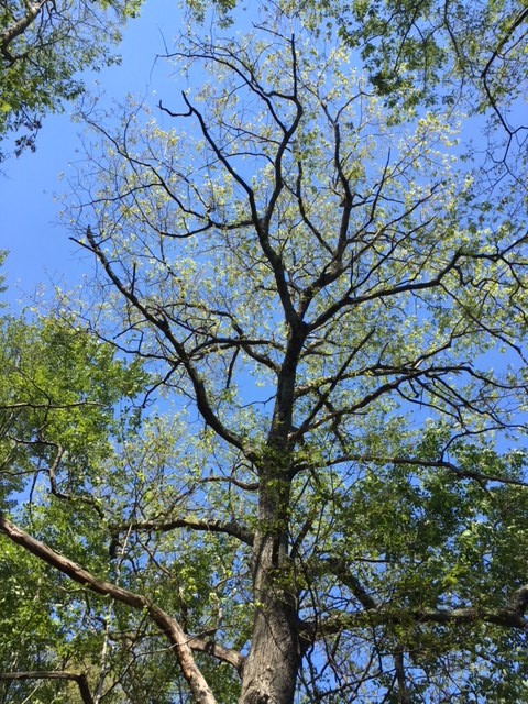 oak tree defoliated by gypsy moths