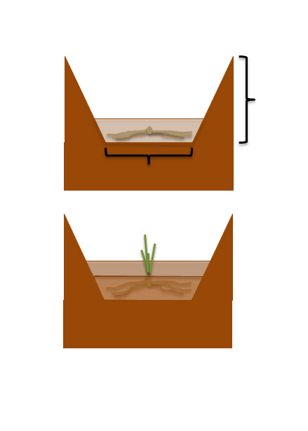 business plan for asparagus farming