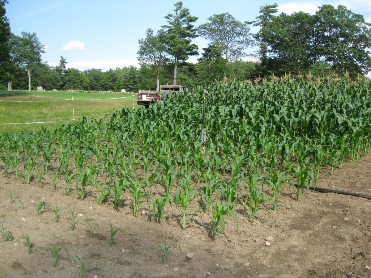 Growing Sweet Corn | Extension