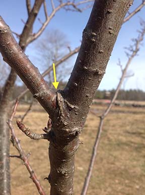 young plum tree close up