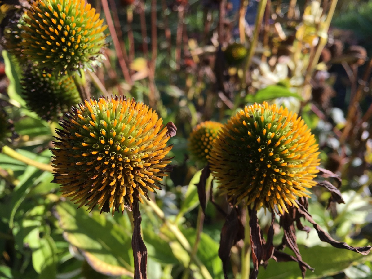 Purple coneflower seed heads