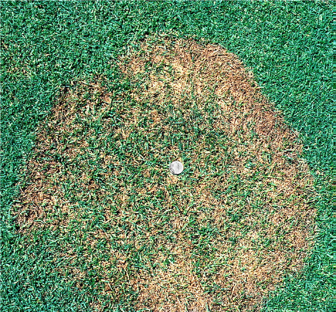 Brown patch symptoms on Bluegrass golf tee.