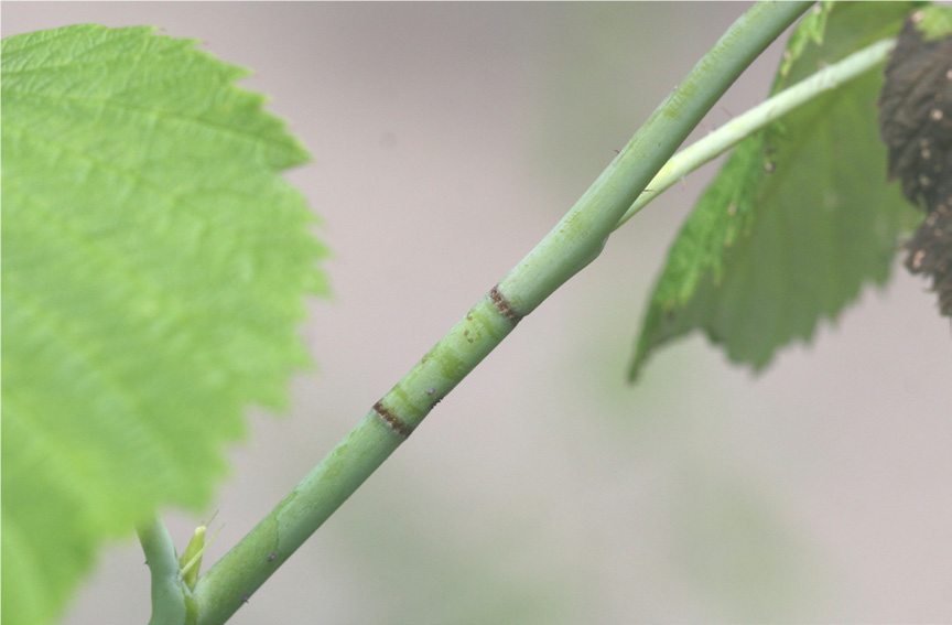 Raspberry cane borer: the female makes two rows  of punctures around the cane