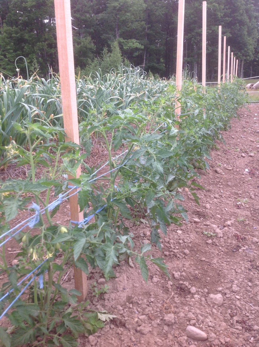 tomato plants