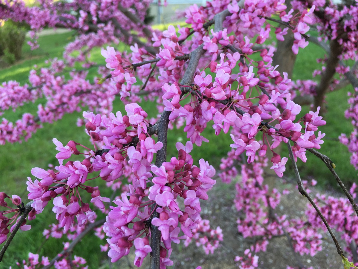 what are the best flowering trees for a small yard? | extension
