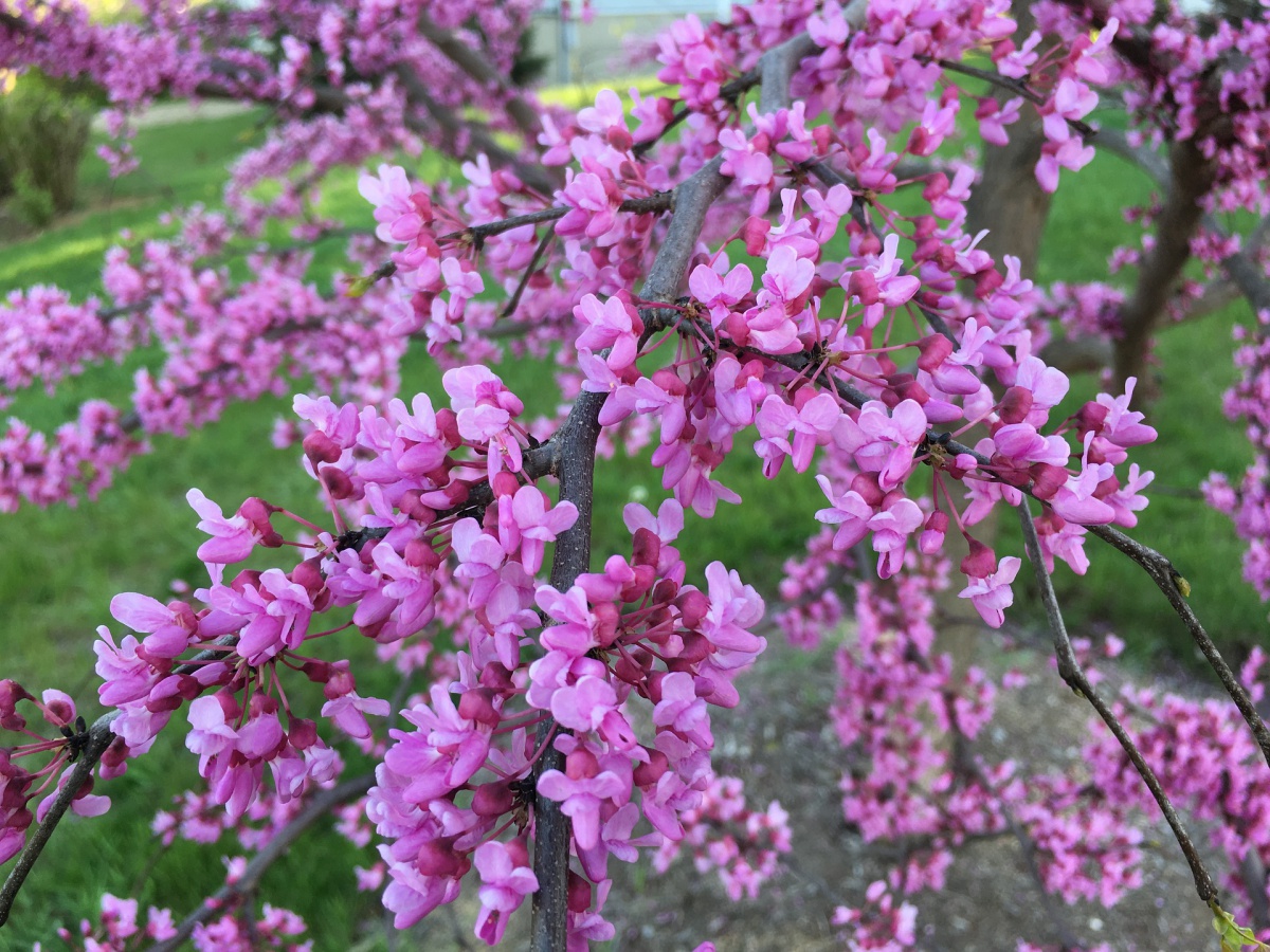 small red flowering tree