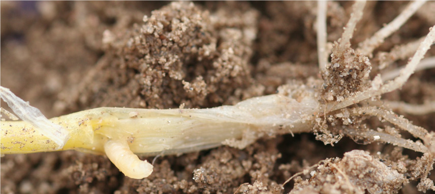  Seedcorn maggot larve in damaged onion seedling