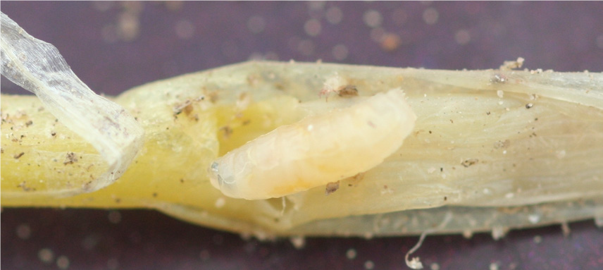 Seedcorn maggot larva in damaged onion  seedling