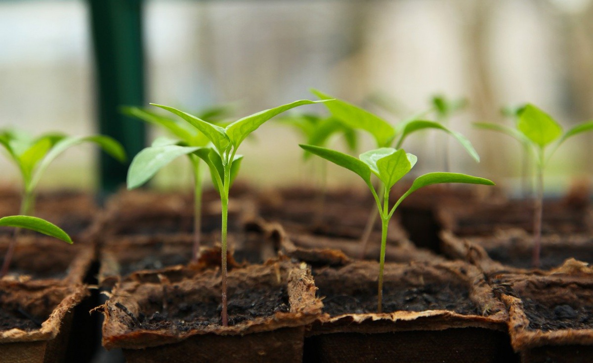 Seedlings grow in small pots before being planted in the Earth