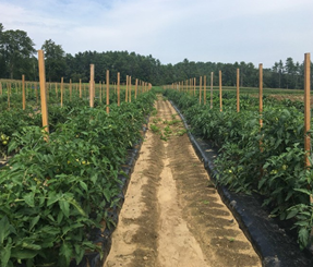 Crops with soil sensors