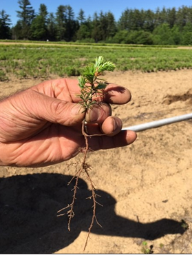 crop roots