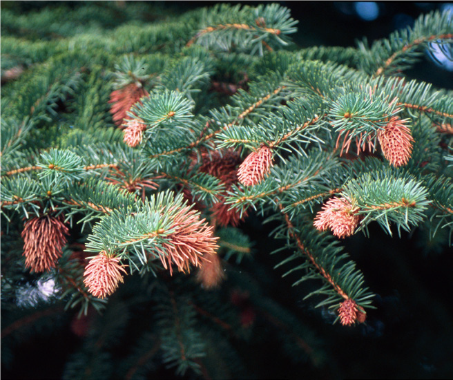  Browned galls on spruce
