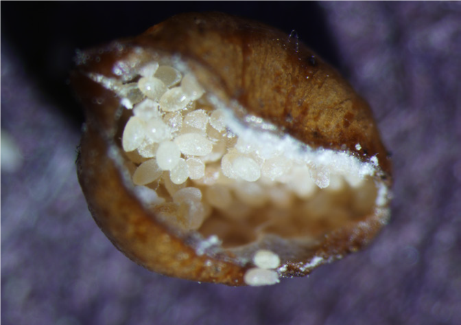 Scale Insects – Wisconsin Horticulture