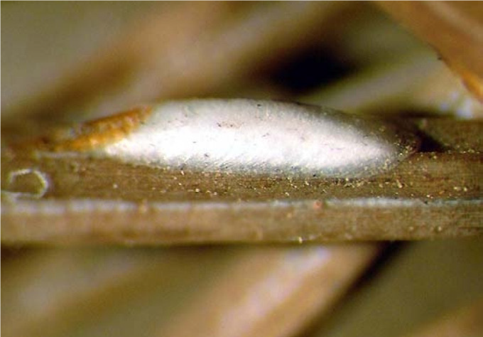  Pine needle adult scale