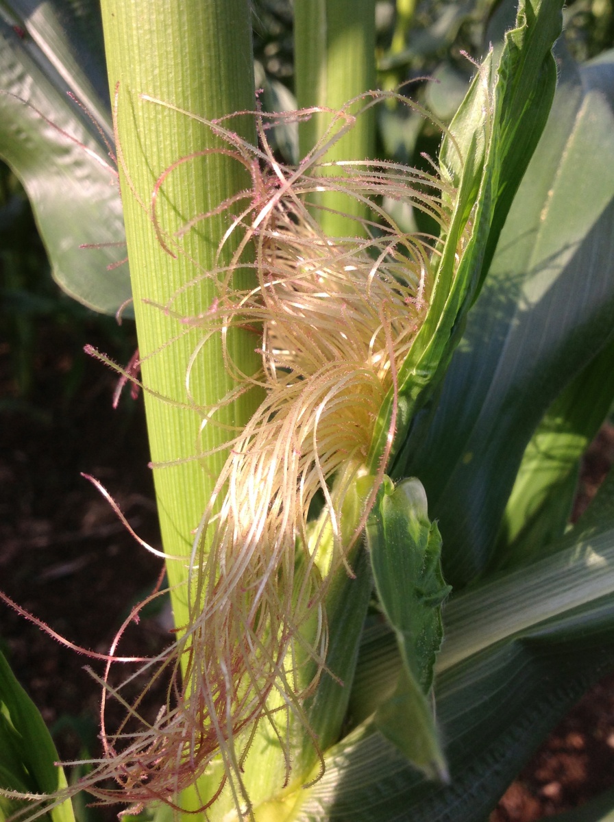 Growing Sweet Corn [fact sheet]