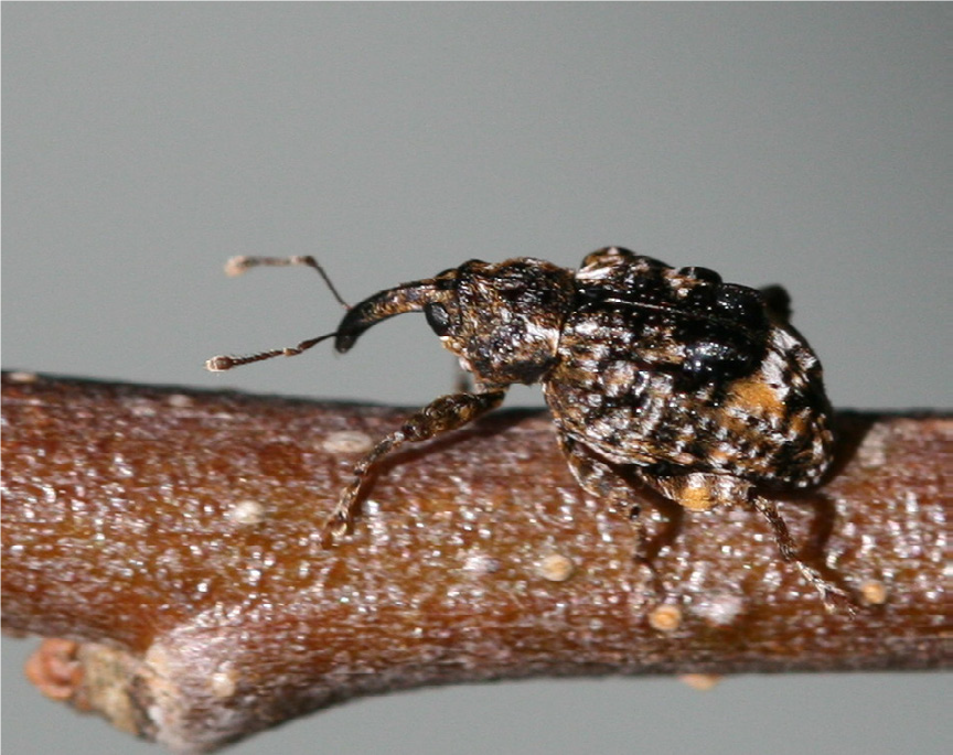 Adult plum curculio