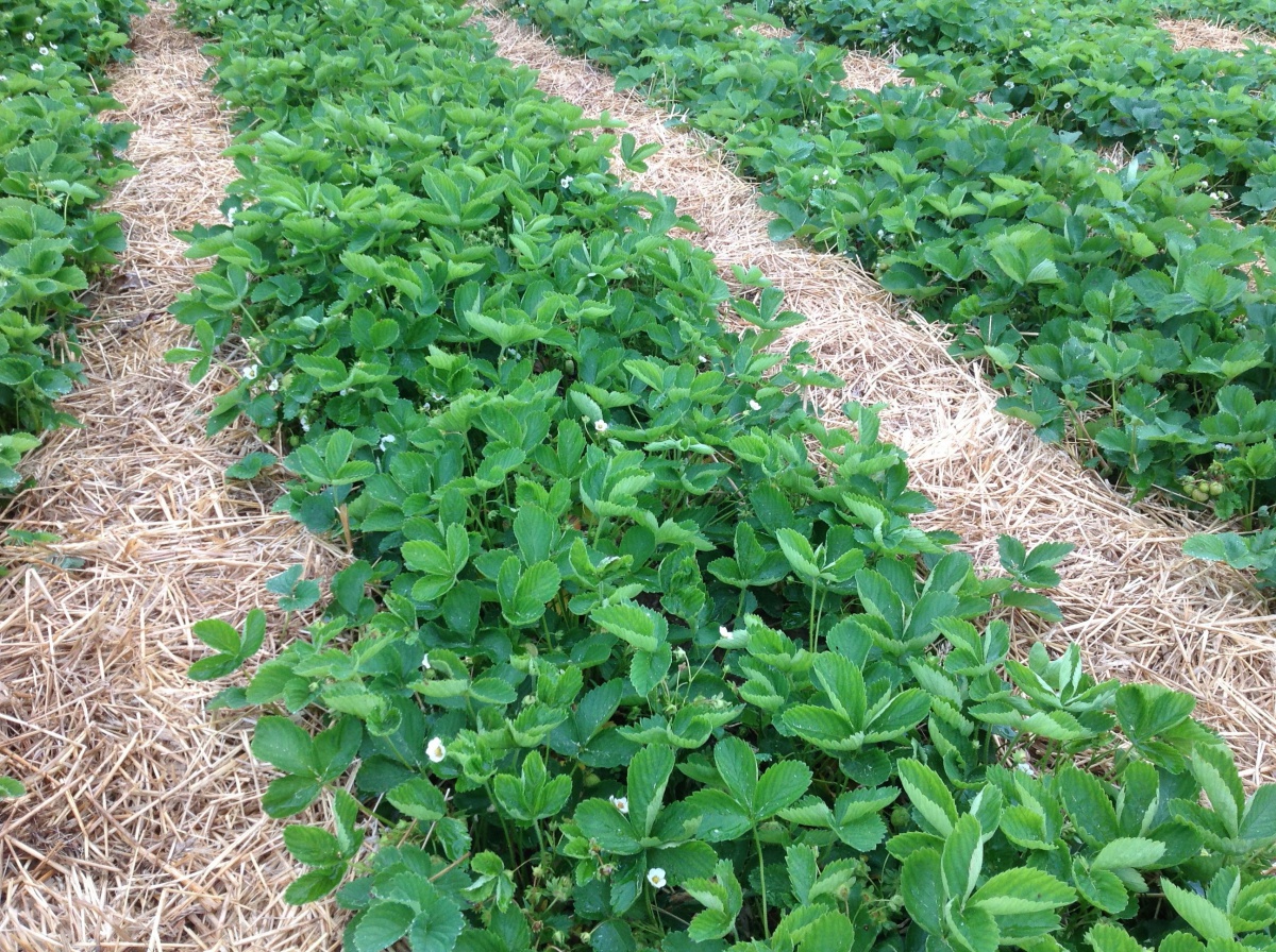 Strawberry Winter Protection: Straw Mulch vs. Row Covers