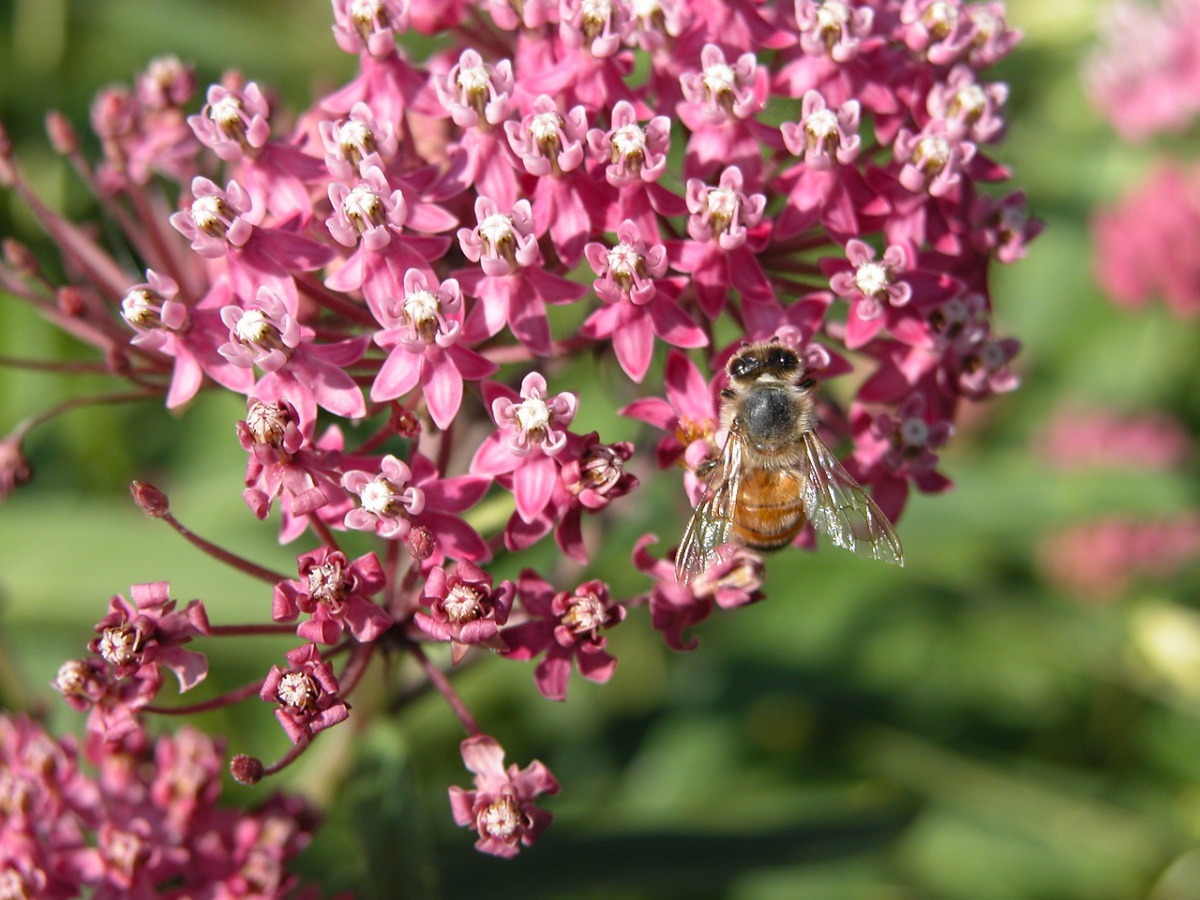 Swamp milkweed