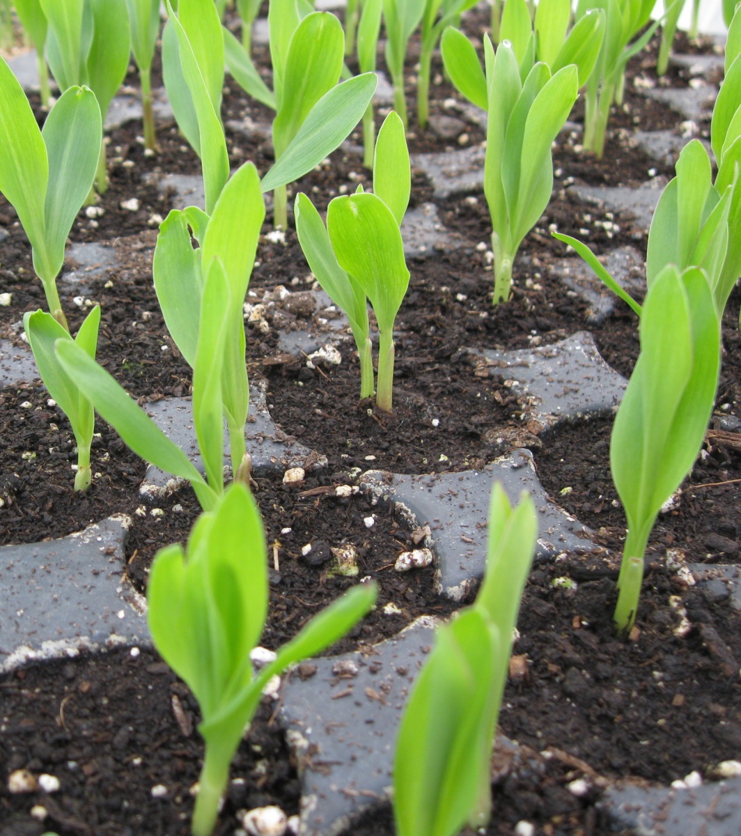planting sweet corn in garden
