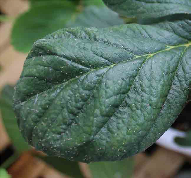 Twospotted spider mites