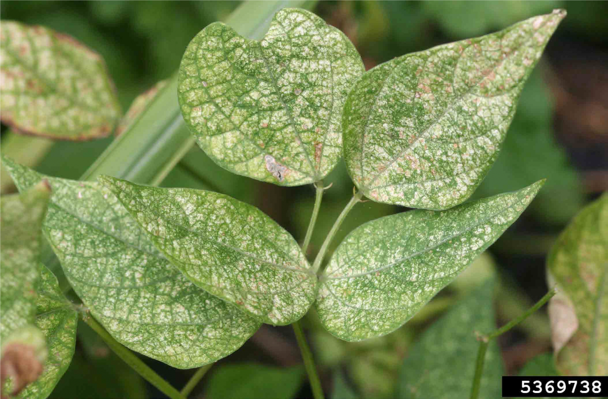  Twospotted spider mite damage