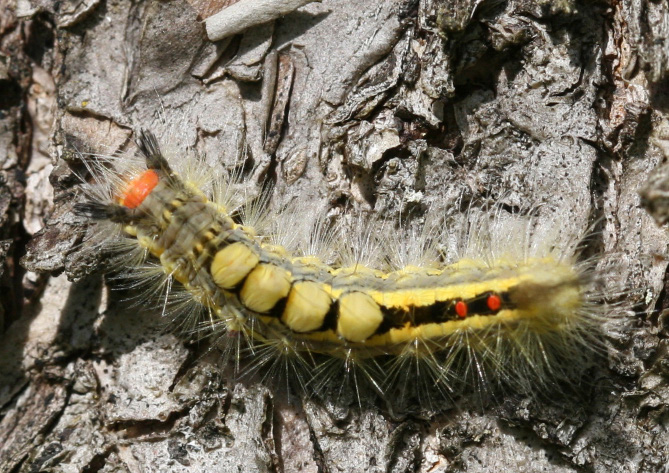 White-marked tussock moth larvae die if they eat foliage sprayed with caterpillar strains of B.t. insecticides. Photo: Alan T. Eaton.