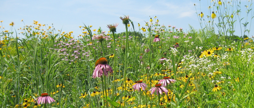 Biodiversity Wildflowers - Wildflowers for a balanced ecosystem in roughs  and borders