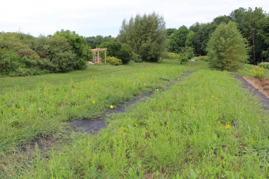 Planting for Pollinators: Establishing a Wildflower Meadow from Seed [fact  sheet]