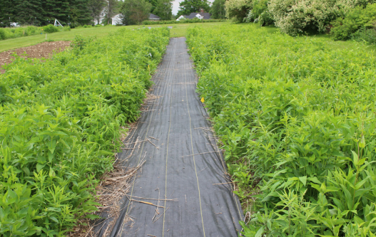 third year planting June