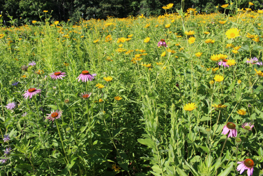 EARTH SCIENCE 2 lbs. Pollinator All-In-One Wildflower Mix with