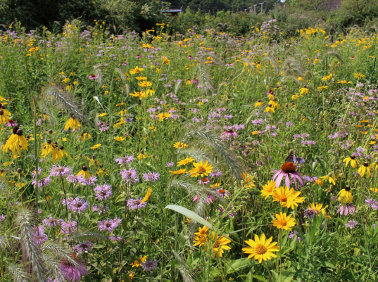 second year planting in August