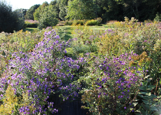 Planting for Pollinators: Establishing a Wildflower Meadow from Seed [fact  sheet]